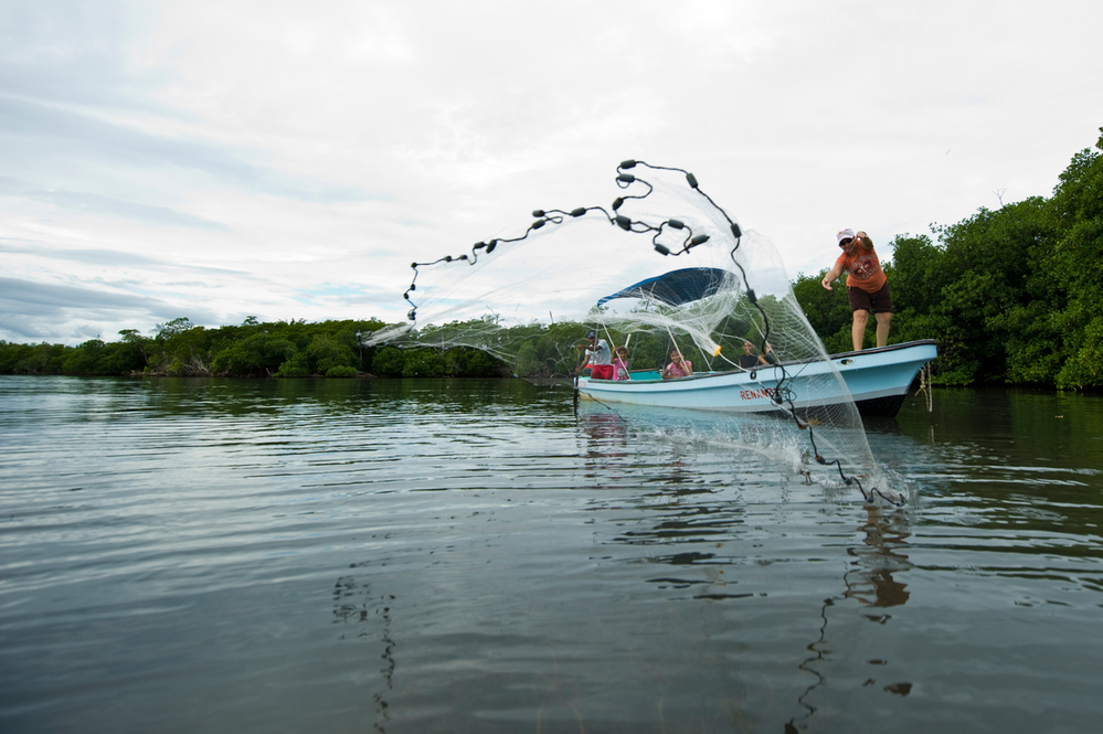 Fishing in mangroves