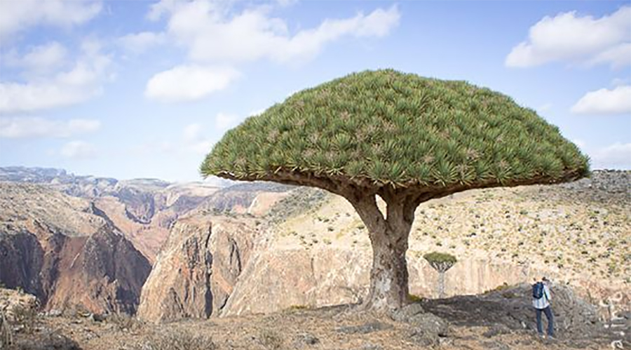 Dragon's Blood Tree Socotra