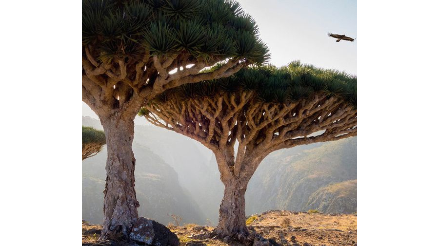 Dragin's Blood Tree, Socotra