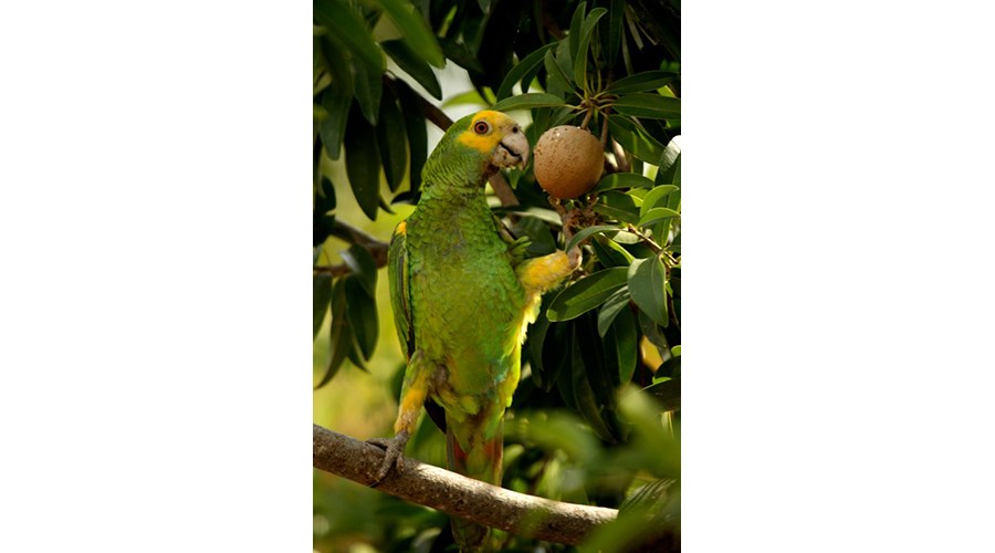 Yellow-shouldered Parrot 