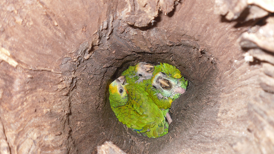 Yellow-shouldered Parrot chicks in their nest