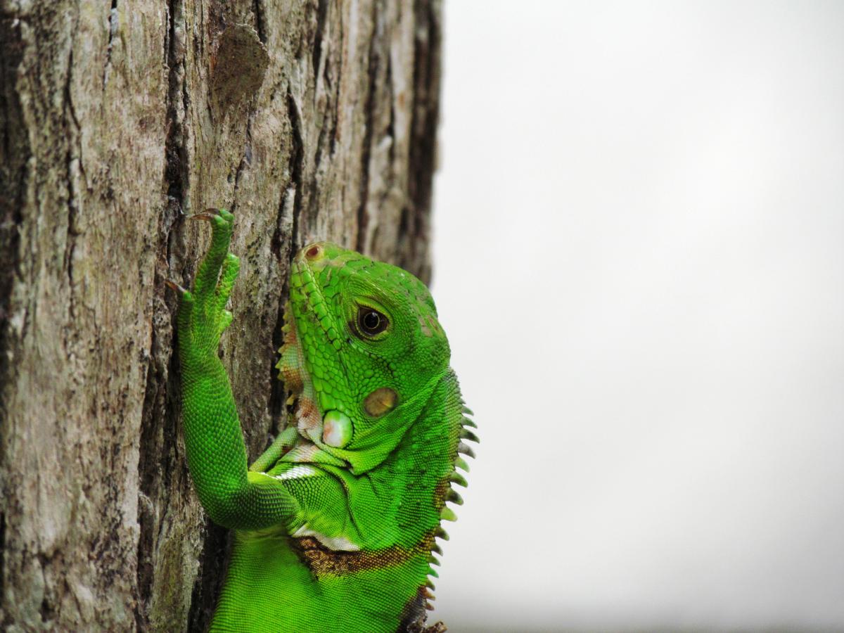Common Green Iguana (Iguana iguana).