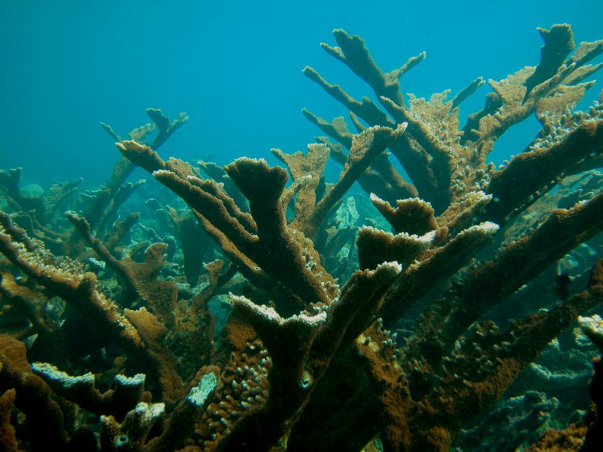 Elkhorn coral (Acropora palmata).