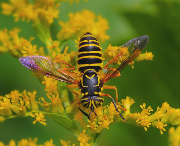 Spilomyia longicornis hoverfly; coloration mimics that of bees and wasps.