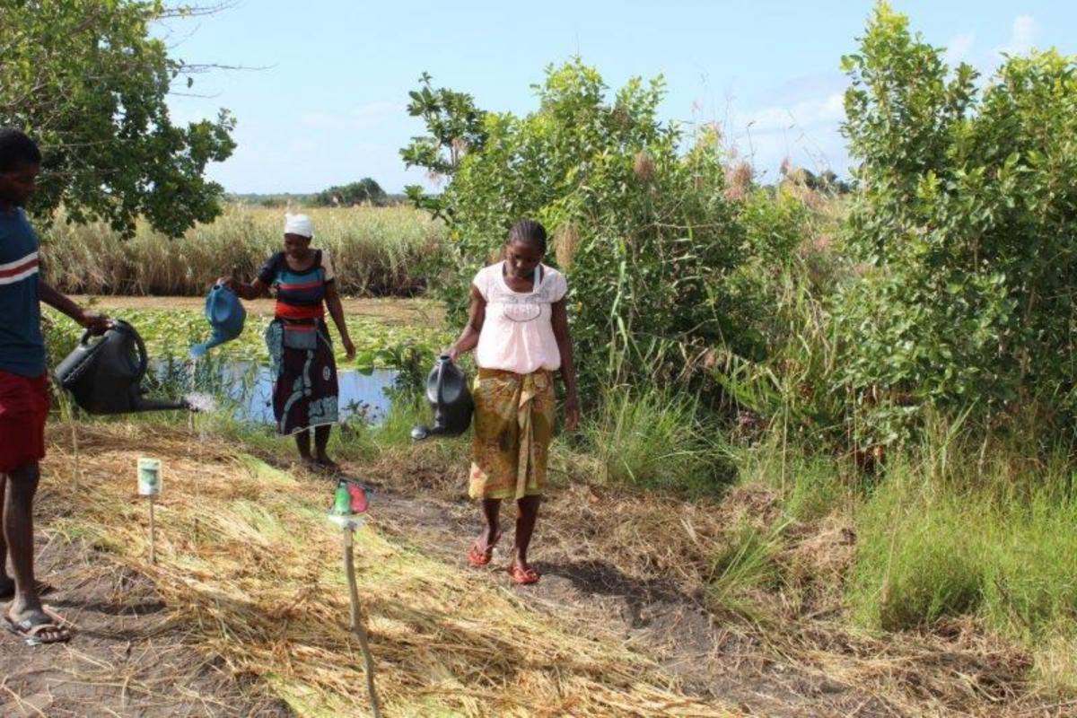 Mozambique Agriculture