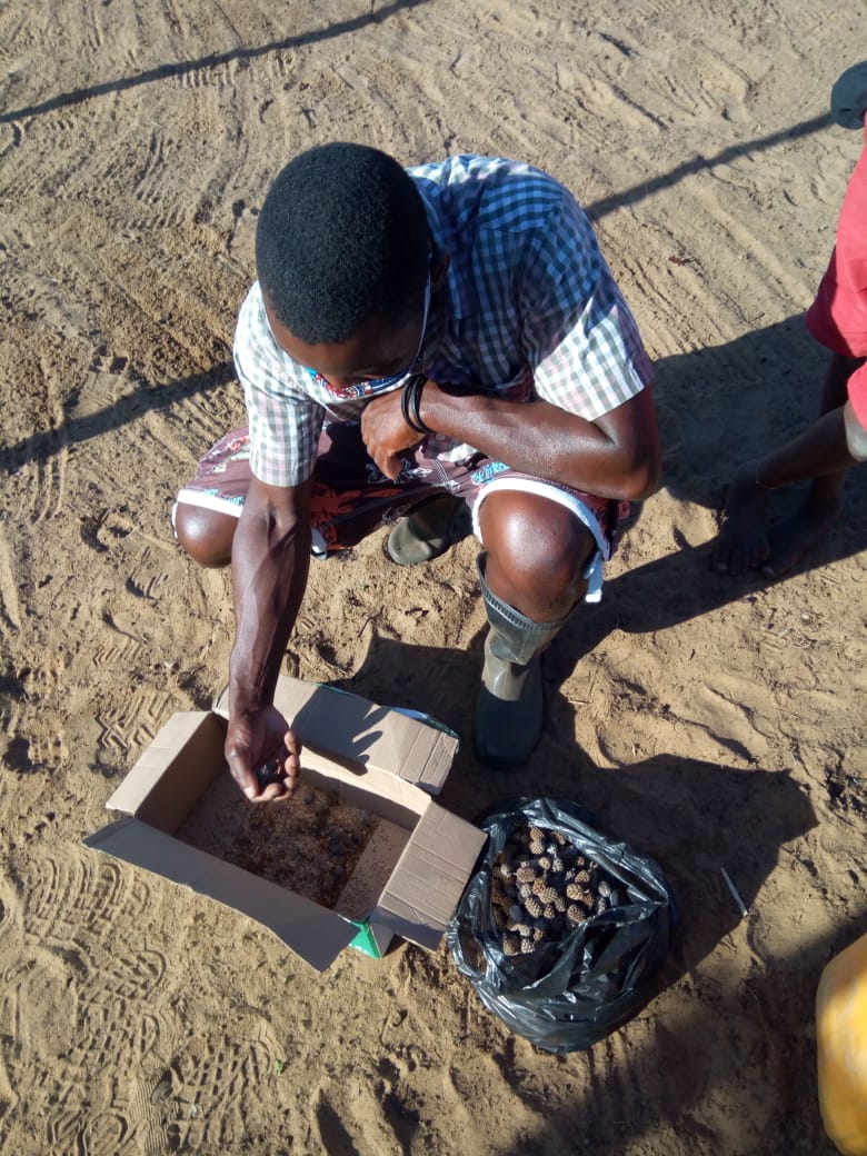 Conservation agriculture in Mozambique