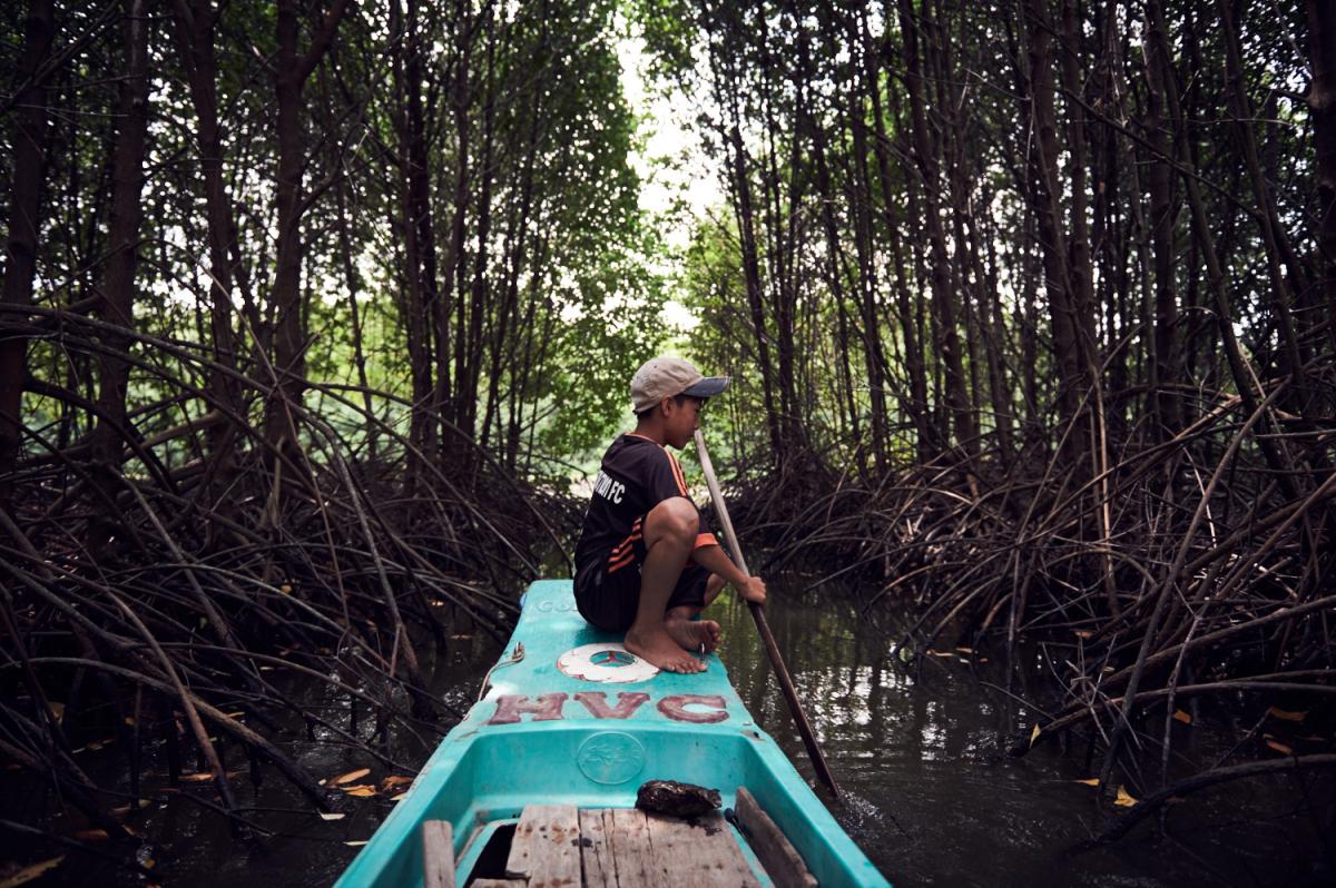 Selva Shrimp mangrove restoration project