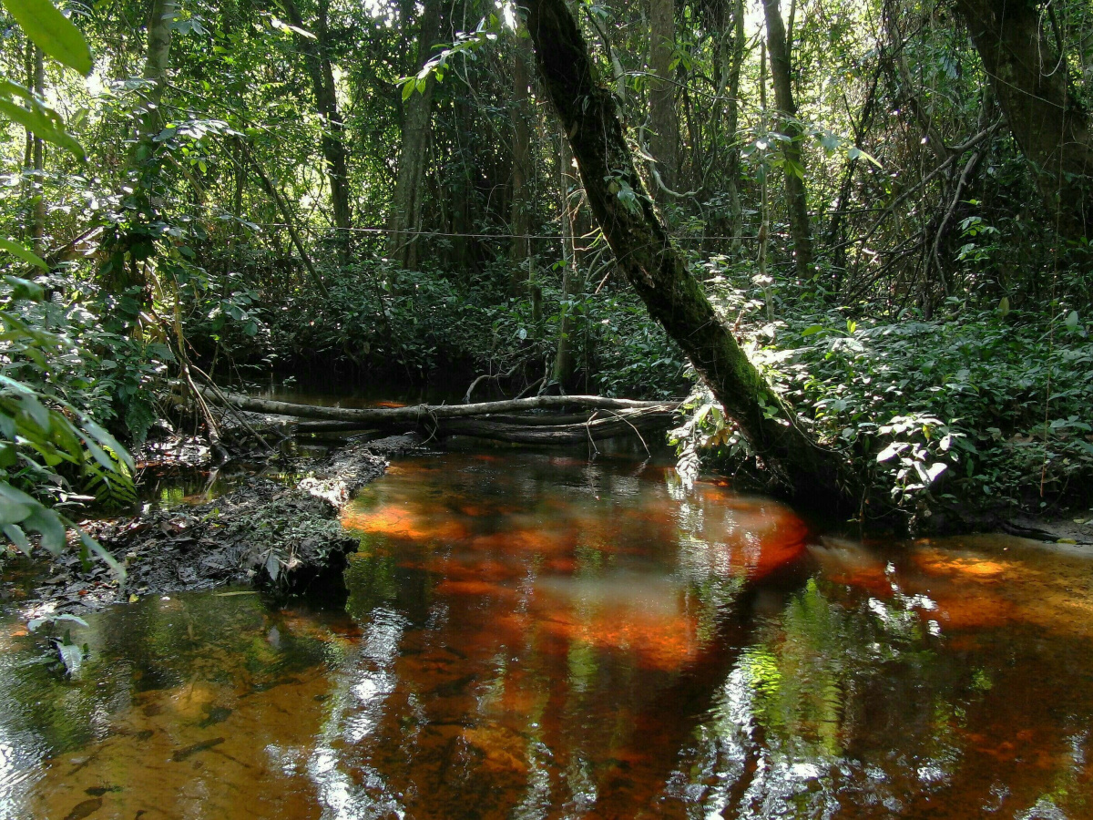 Wetland habitat of Africocypha varicolor