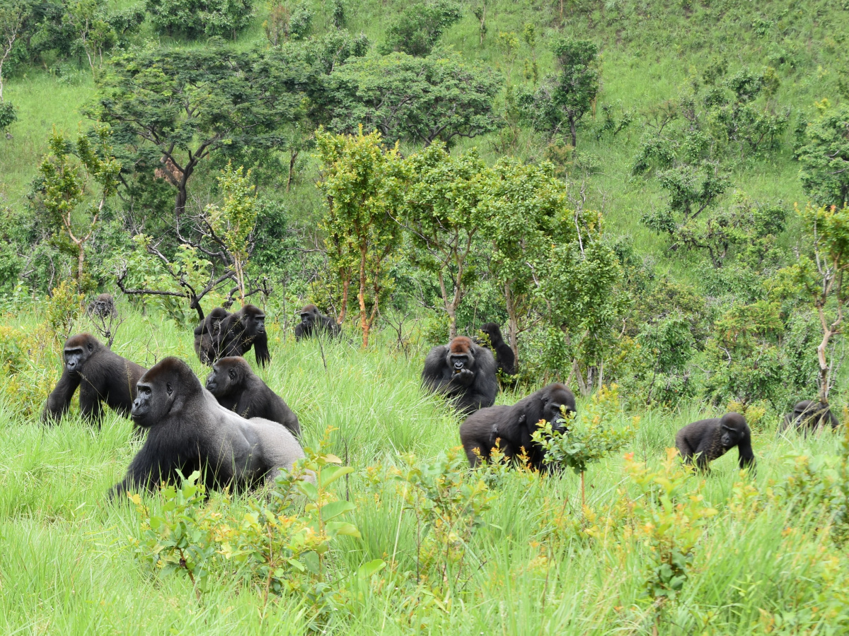 Western lowland gorillas once again living wild in the Lésio-Louna Reserve.