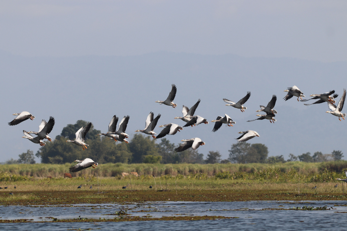 Birds above the Indawgyi Lake