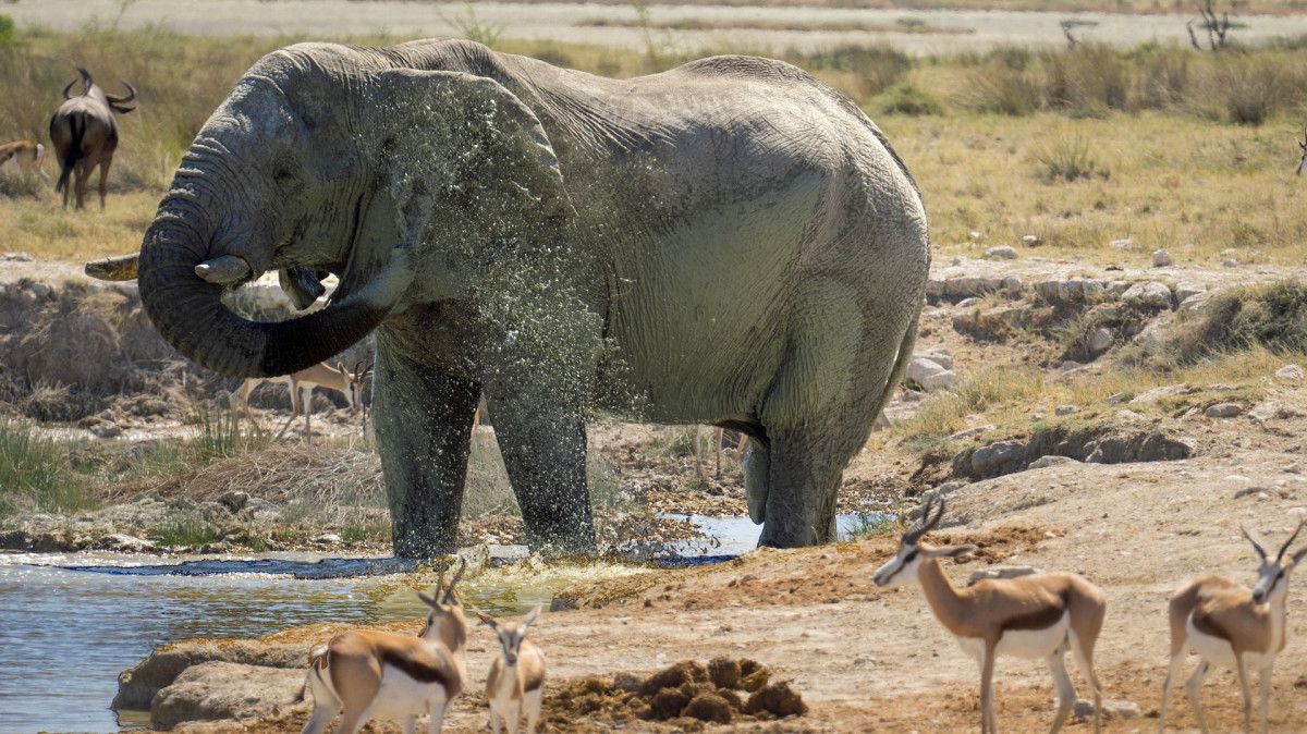 Savanna elephant in Etosha National Park, Namibia