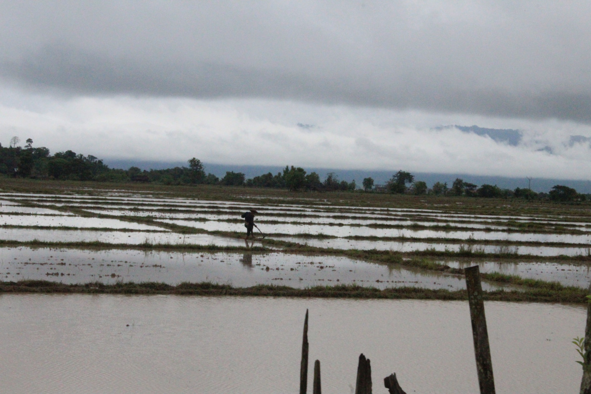 Flooding paddy field at the Ton San Hka village during the raining season