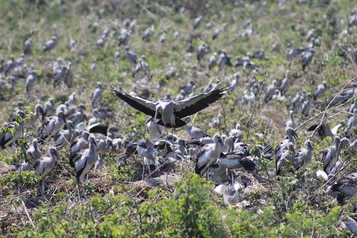 Asian openbill, the second largest colonies in Cambodia found in Boeung Snae Multiple Used Area ©Sun Visal DFWC/MoE