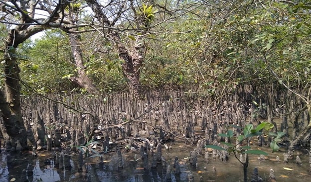 COVID-19 and Climate Change:  Double Jeopardy for Traditional Resource Users in the Sundarbans, Bangladesh