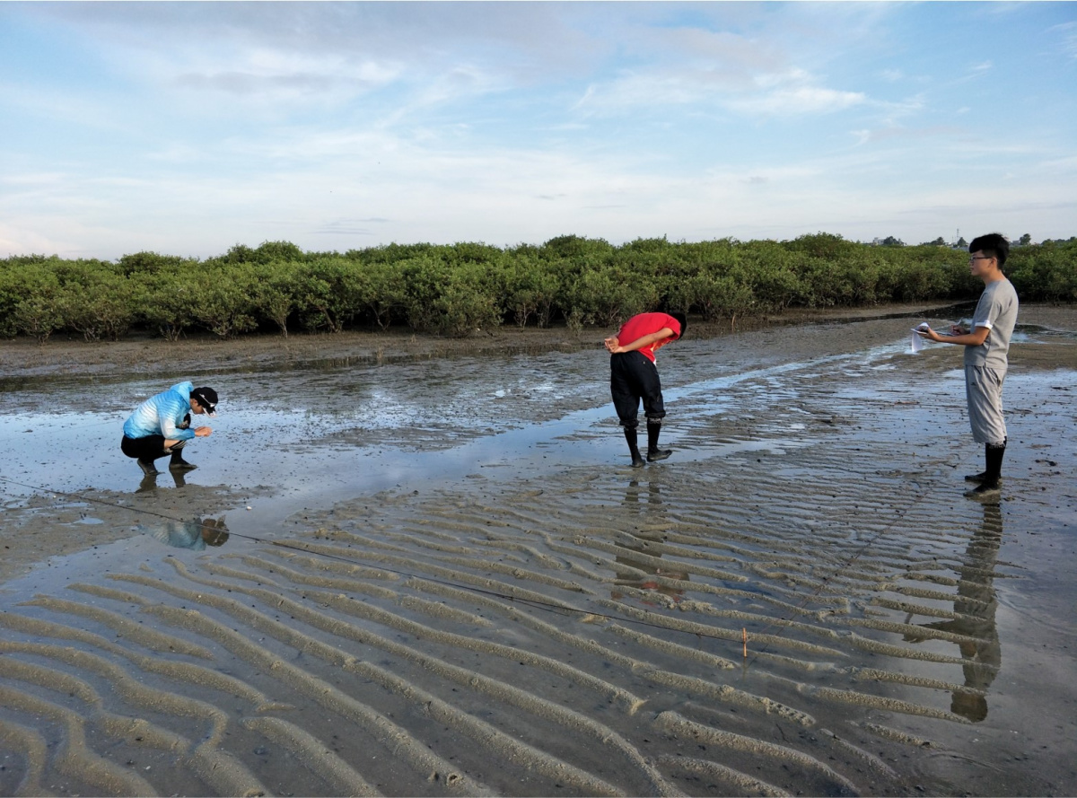 Field survey of juvenile horseshoe crabs at intertidal flat 