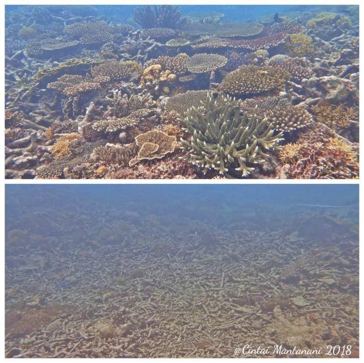 A healthy reef (top) compared to a reef that has been destroyed by a fish bomb (below)