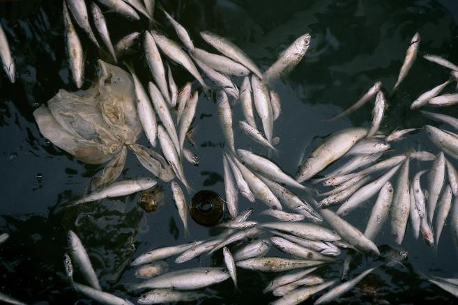 El informe resalta la devastadora combinación de amenazas que enfrentan los ecosistemas de agua dulce –y los peces que habitan en ellos 