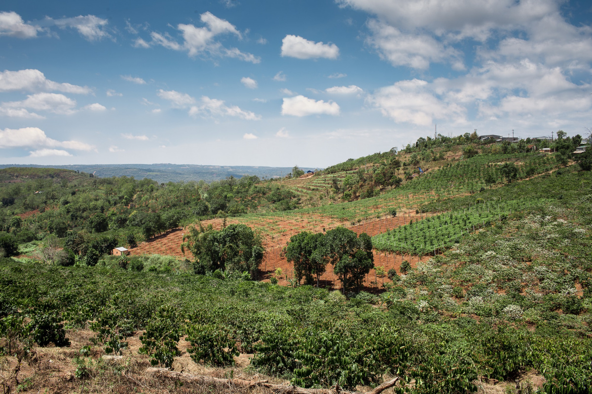 The landscape of a coffee plantation in the Central Highlands, Viet Nam 