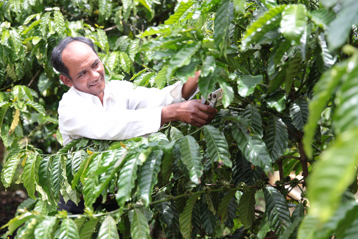 A farmer in a coffee plantation in the Central Highlands of Viet Nam