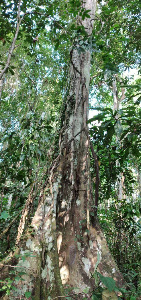 Deep in the Torricelli Forests. PC Tenkile Conservation Alliance