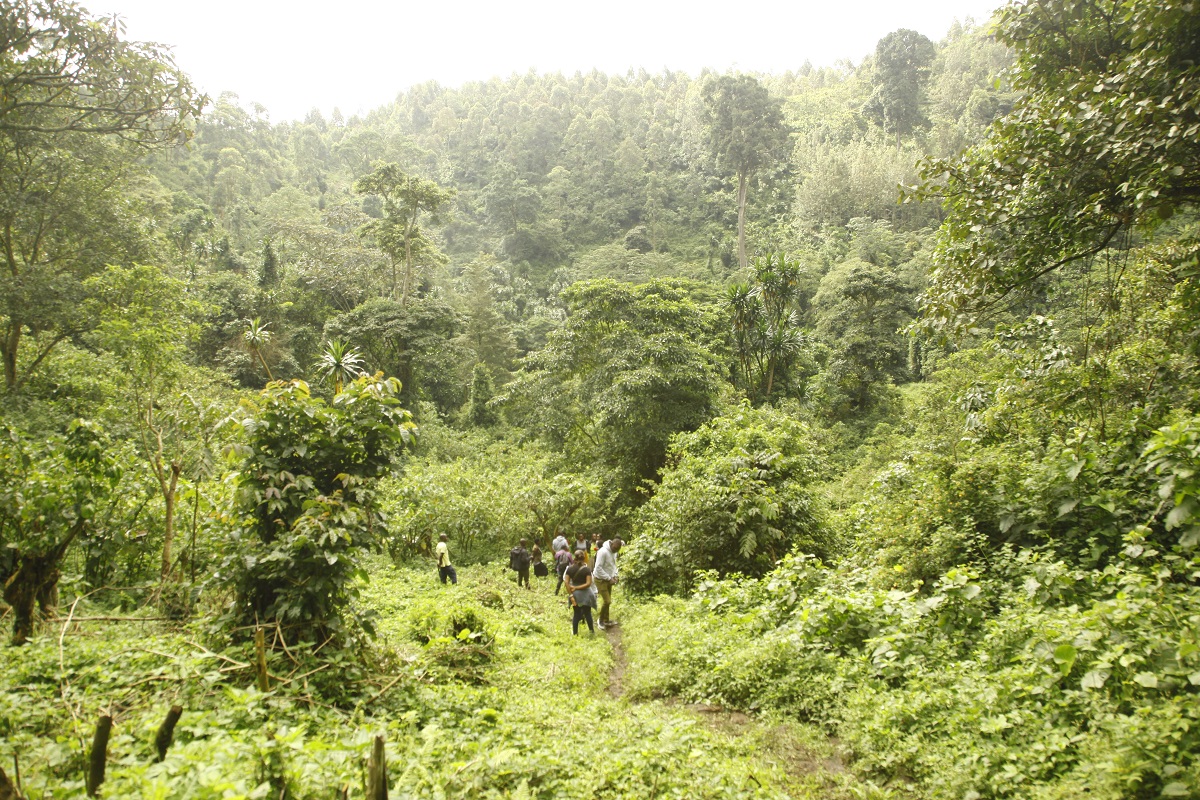 Rwenzori mountains national park