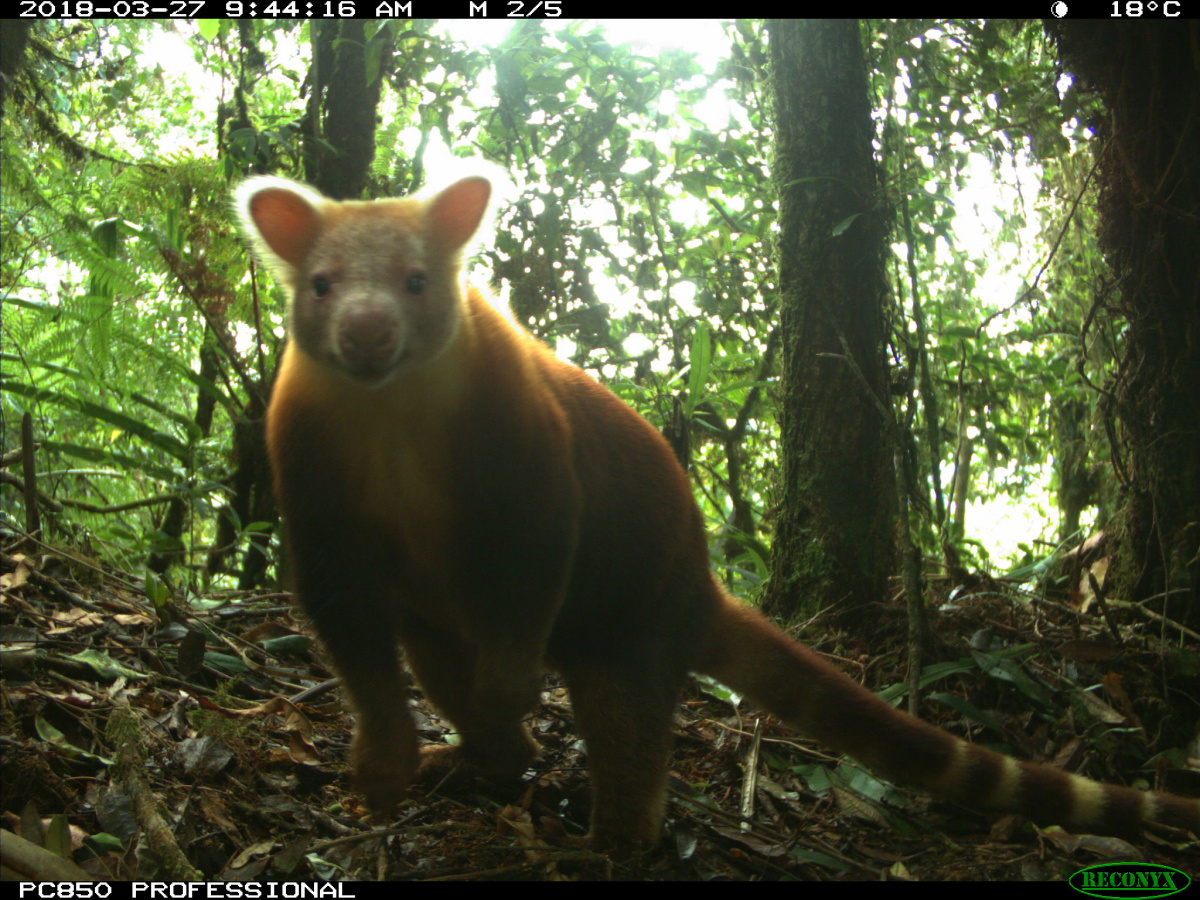 Weimang Tree Kangaroo. PC Tenkile Conservation Alliance