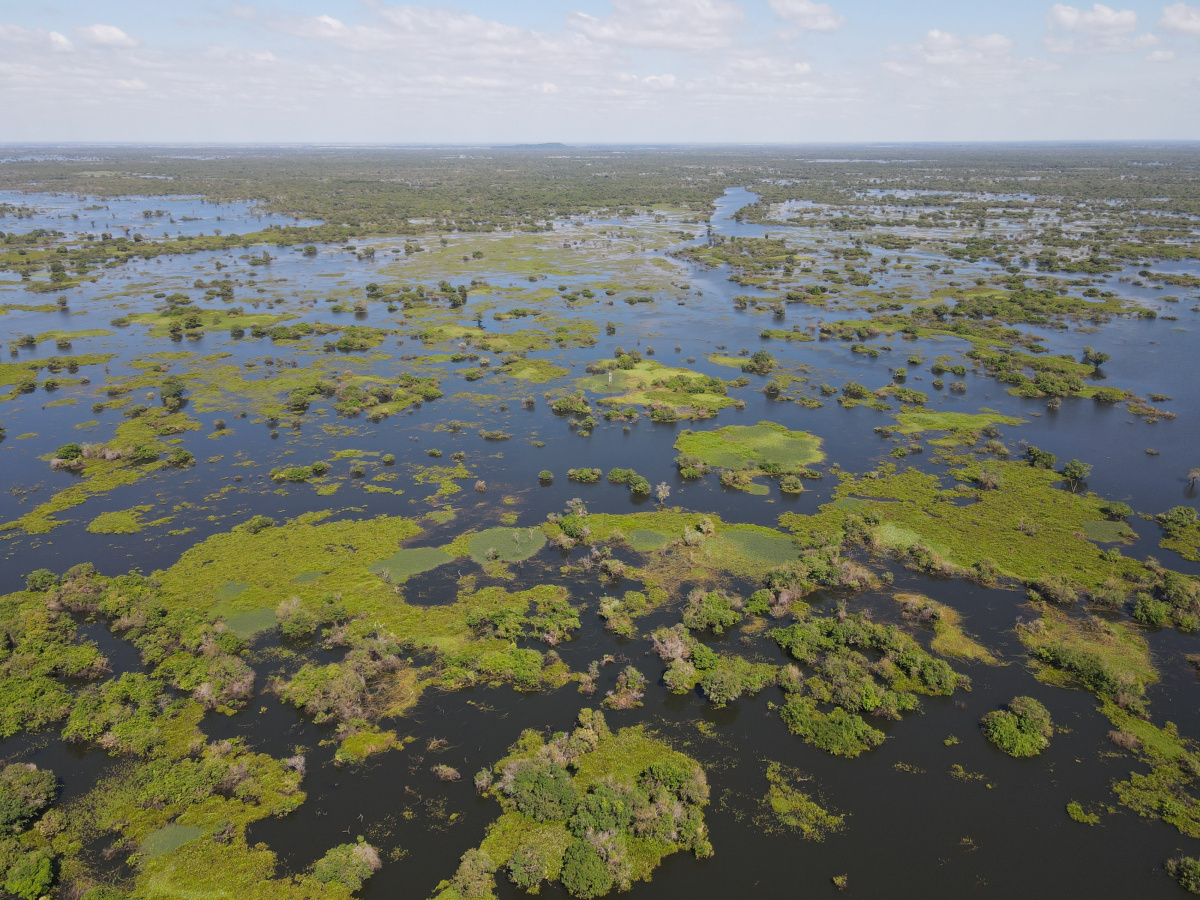 SSRS flooded forest