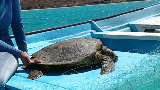 Marine turtle in Espiritu Santo Marine Protected Area, Mexico