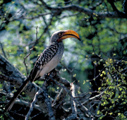 A Yellow Hornbill in Kruger National Park, South Africa