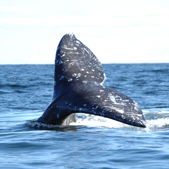 Tail fin of Western Gray Whale in Sakhalin