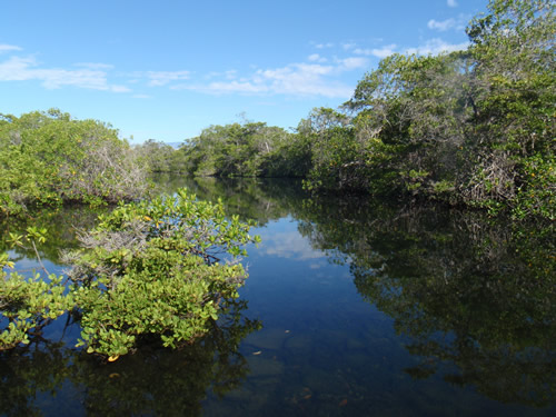 Mangrove finch habitat