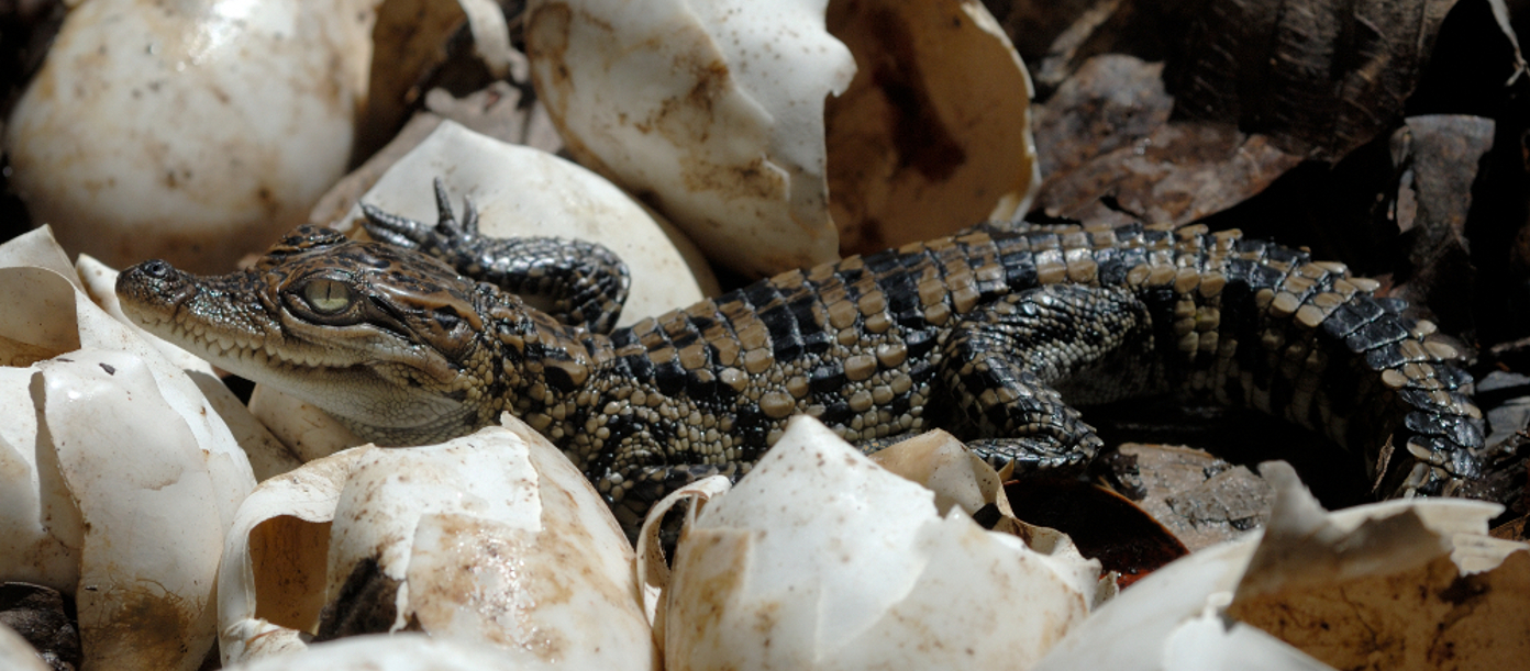 Small population size of Siamese Crocodile is hampering recovery