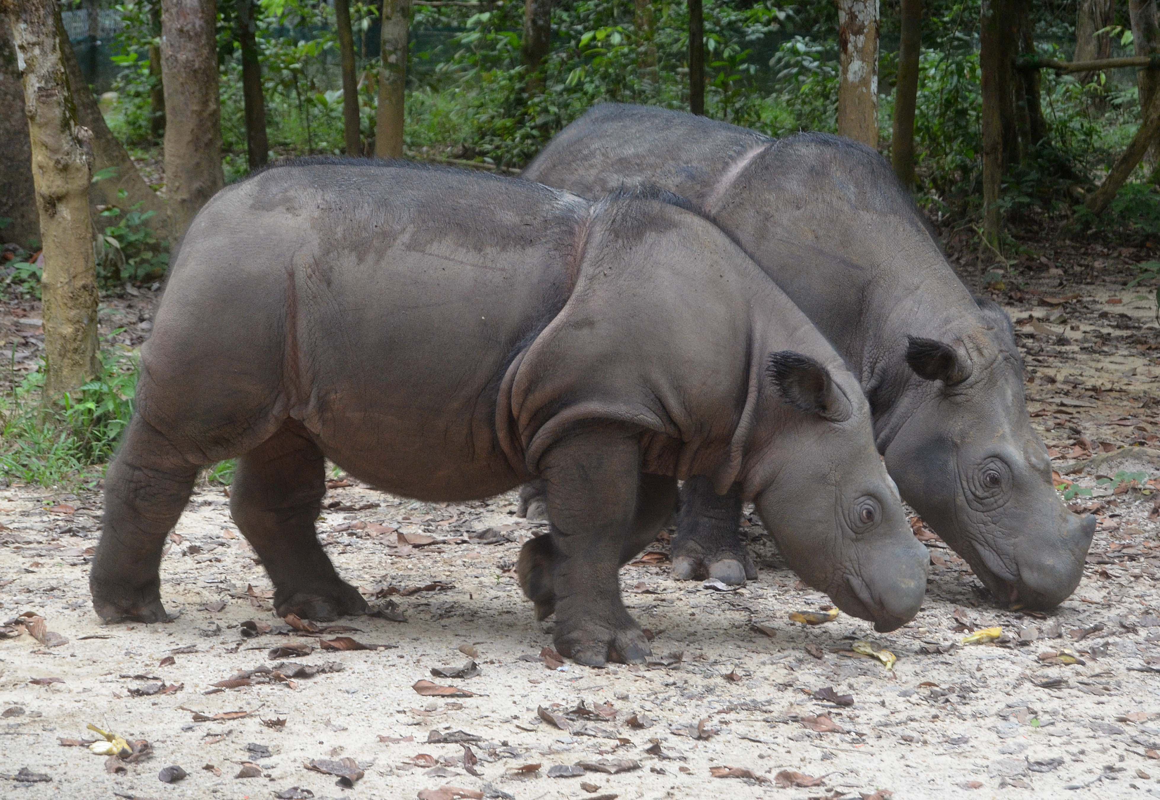 Ratu (mother) and Andatu (calf), Sumatran Rhinos in Way Kambas National Park