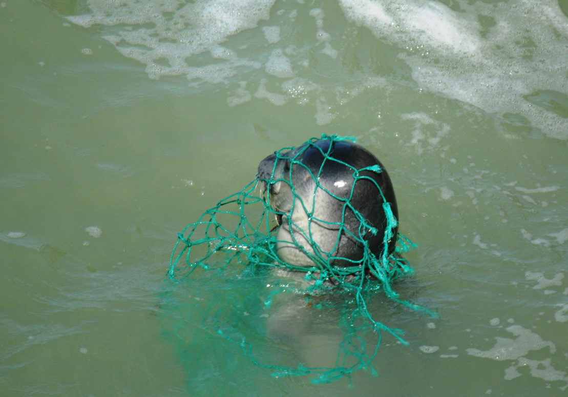 Entanglement in fishing net is one of the reasons of seals' high mortality rate