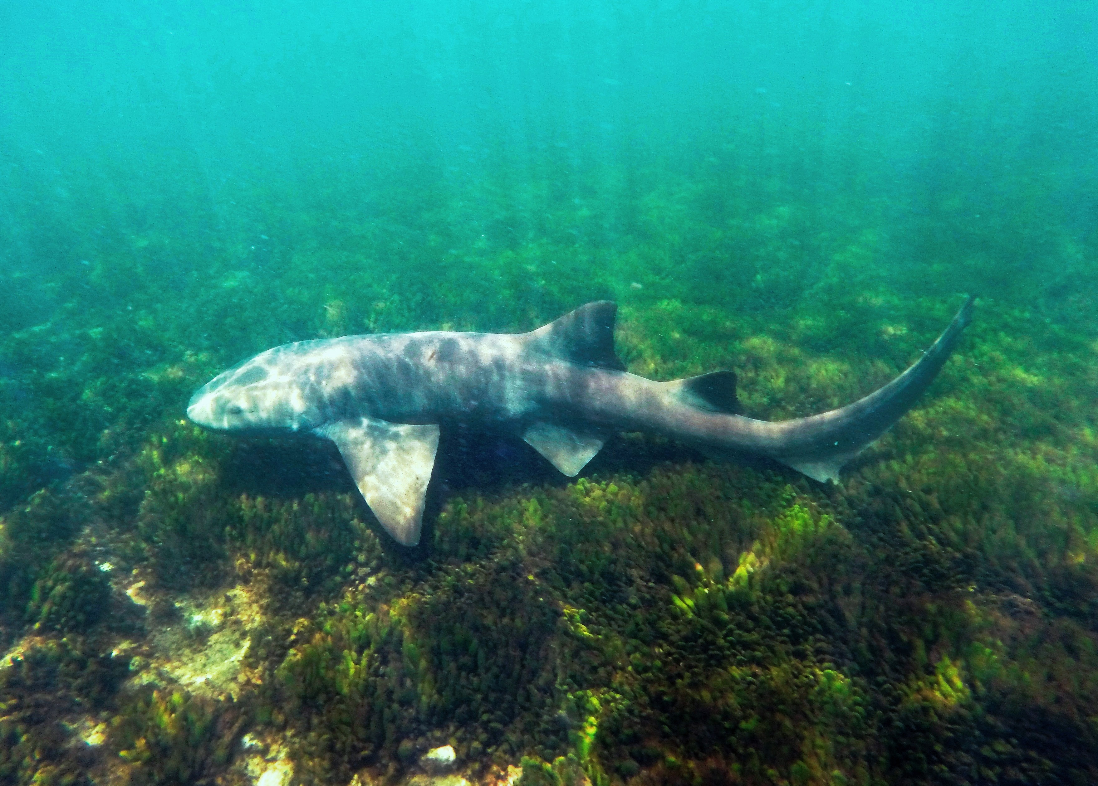 In-water survey confirmed presence of nurse sharks in coastal waters of Maio