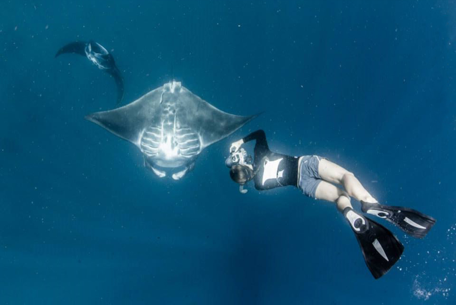 Sarah Lewis identifyin black reef manta rays,