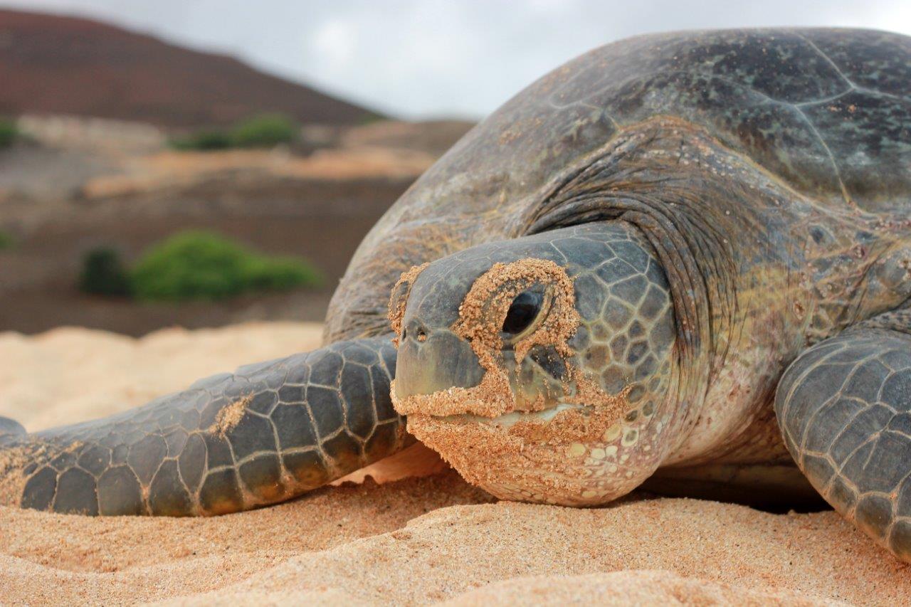 Ascension Island - Green Turtle