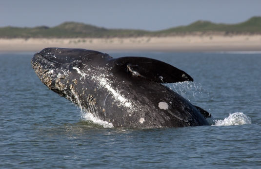 Western Gray Whale breaching