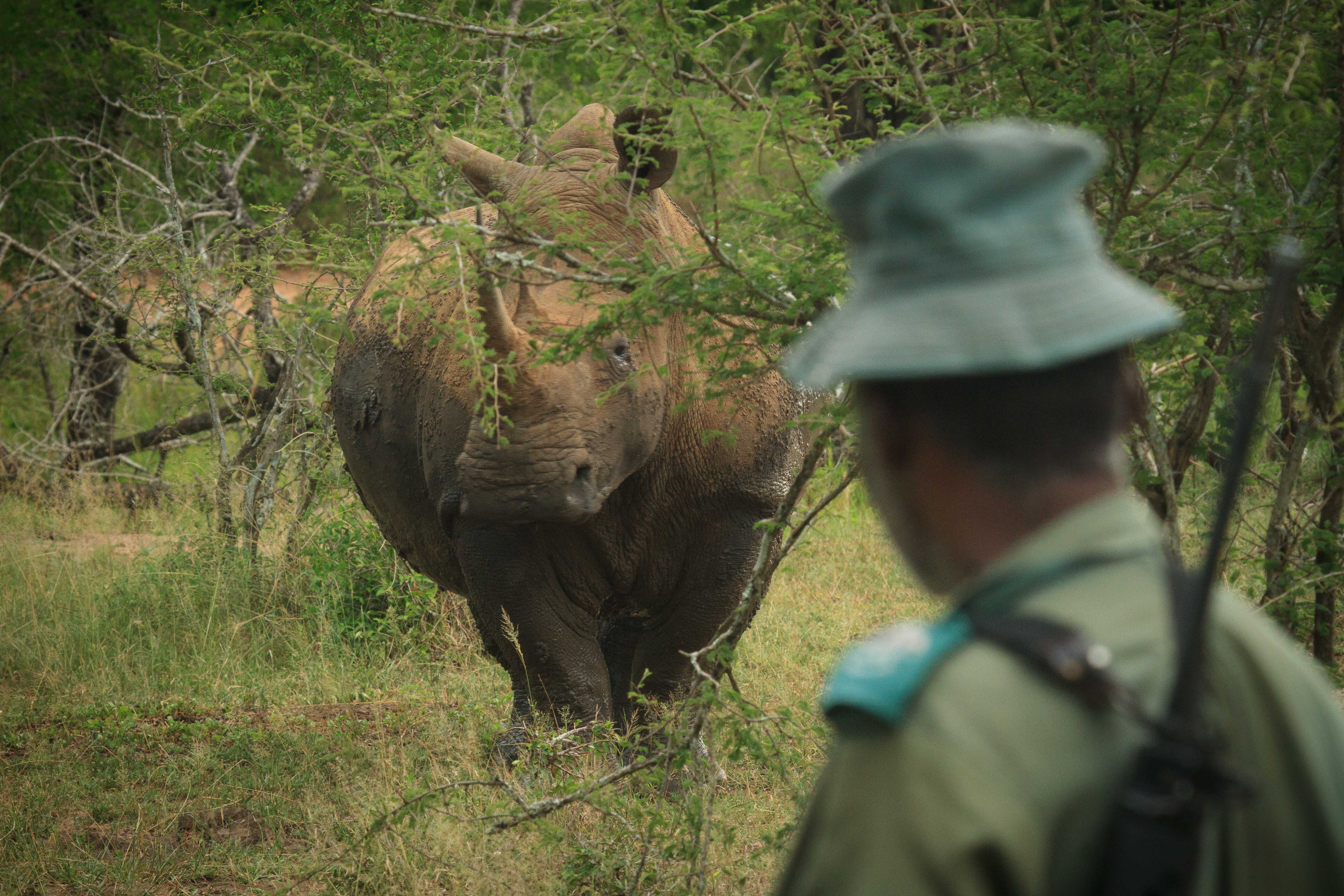 A field ranger keeps a close watch over a wild rhino to which he has been assigned in an African Game Park.
