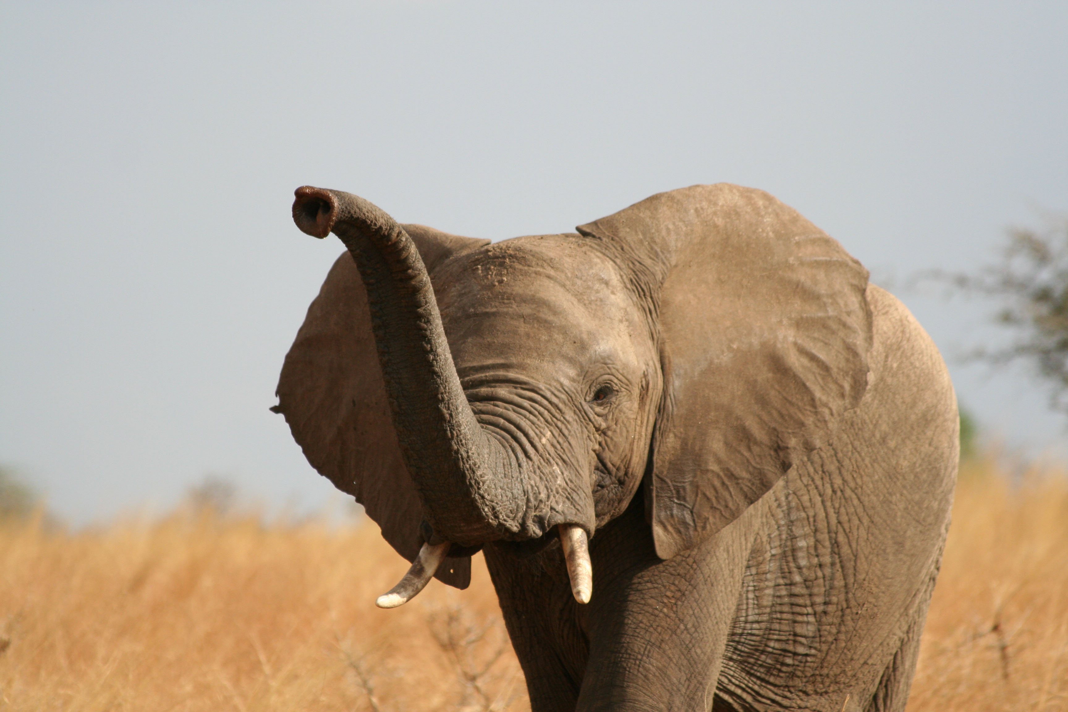 African Elephant (Loxodonta africana) Threat category: NEAR THREATENED