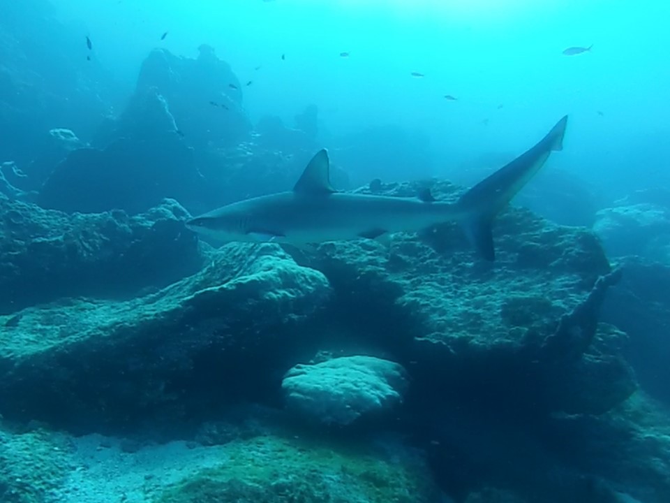 The team only saw one or two sharks throughout four days of diving