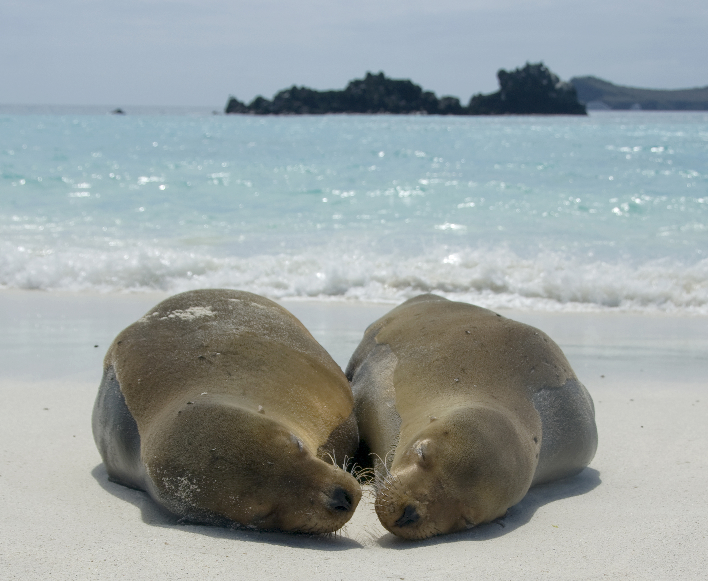 Seals in Galapagos Islands, Ecuador, World Heritage Site