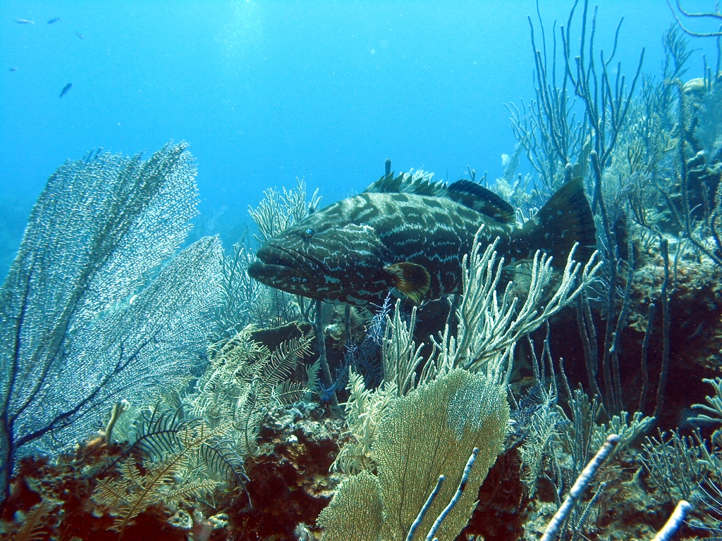 A black grouper, Mycteroperca bonaci, photographed in the Caribbean.