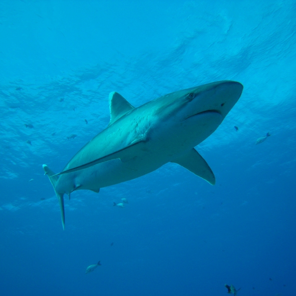 Whitetip reef shark swimming in the ocean around Rangiroa atoll. French Polynesia, Oceania .