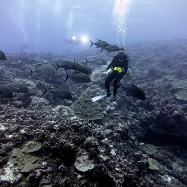 Diver in Marae Moana (Cook Islands Marine Park)