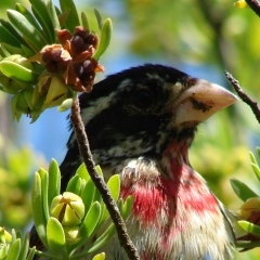 A bird (Pheuthicus Leudovicianus) in the Archipelago of San Andrés, Providencia and Santa Catalina