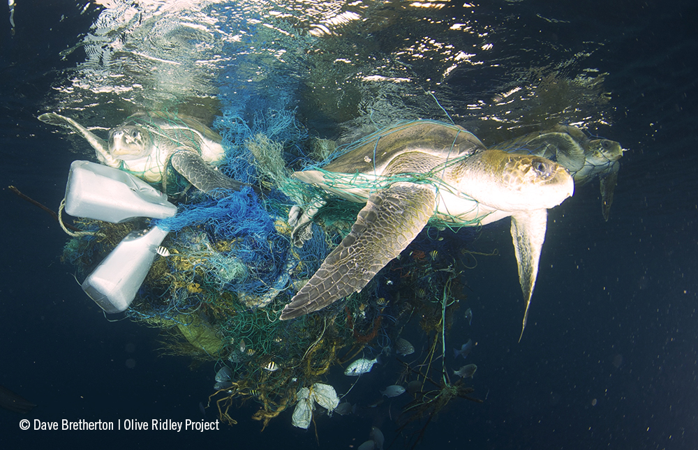 Marine turtles entangled in a ghost net