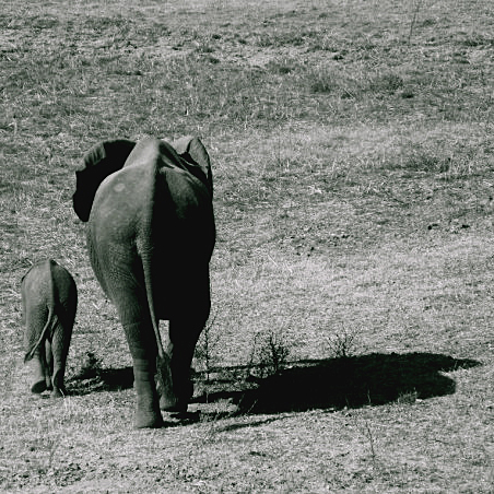 Elephants in South Luangwa, Zambia, August 2009