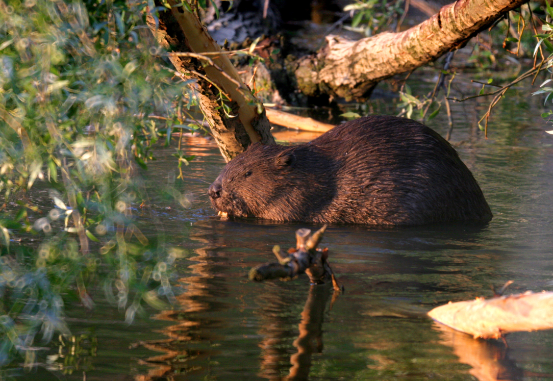 A European Beaver in Donau-Auen National Park