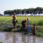 Harvesting fish from an agricultural irrigation channel between Taungoo and Mandalay  Ayeyarwaddy Division  in Myanmar